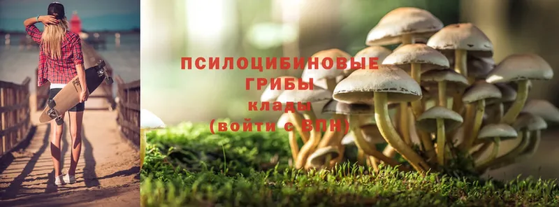 Псилоцибиновые грибы Psilocybe Павловский Посад